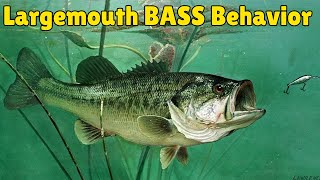 Largemouth Bass Behavior amp How to Catch Them [upl. by Lady467]