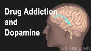 Mechanism of Drug Addiction in the Brain Animation [upl. by Ducan]