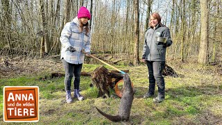 Schwimmkurs für die Fischotter  Reportage für Kinder  Anna und die wilden Tiere [upl. by Reve]