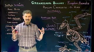 Class Aves bird basics [upl. by Hcra]