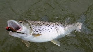 Sea trout at Cabbage Hampshire Avon on the upstream fly [upl. by Rachael531]