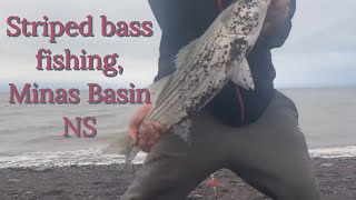 Striped bass fishing  Minas basin Nova Scotia [upl. by Amand]