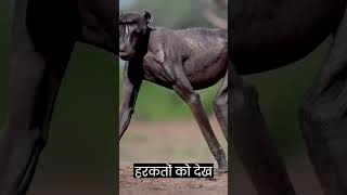 Baboon deadly animal 😱youtubeshorts trending shorts [upl. by Ahselyt]