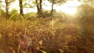 Beautiful Slow Instrumental  music for studying background healing relax  relaxdaily N°062 [upl. by Georgette]