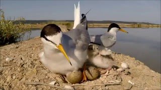 Mala čigraFraticelloLittle Tern [upl. by Jaylene451]