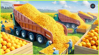 Mega Orange Farm Harvest millions of oranges [upl. by Disini715]