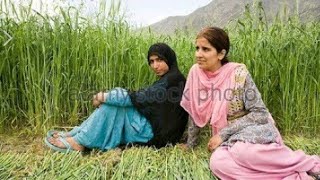 GOJRI MAYA  NEW VIDEO SONG  GOJRI GEET  OF JAMMU KASHMIR  VALLEY PAHARI GOJRI SONG [upl. by Lamaaj]