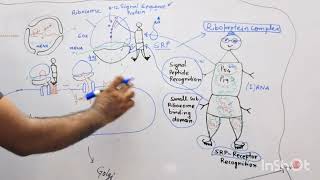 Protein Sorting Part I  Secretory Pathway [upl. by Eibbed885]