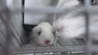 Chinchilla Noises  Baby Squeaks [upl. by Tarrel]