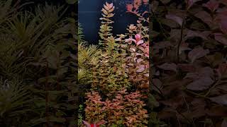 90cms Dutch style planted aquarium aquarium plants filialaquatics [upl. by Akyre]