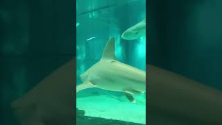 Squalo all acquario di Genova parte 2 music song shark [upl. by Adnawahs]