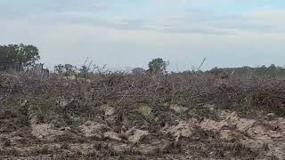 Deer in High Springs Fl [upl. by Ahdar340]