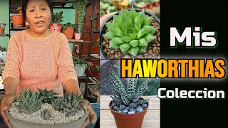 Mi Colección de Haworthias💚💚💚 son tan Hermosas y una gran variedad jardineando [upl. by Anh]