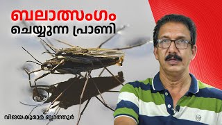 കൊല്ലുമെന്ന ഭീഷണിയിൽ ഇണചേരൽ സമ്മതം  വെള്ളത്തിലാശാൻ Water striders [upl. by Borman753]