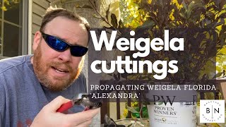 How to propagate Weigela florida Alexandra from soft wood cuttings [upl. by Asinla]