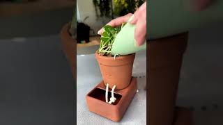 The terracotta pot and self watering box guide  how they work wallpots gardenstorage trending [upl. by Nennahs389]