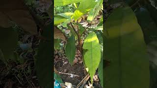 Cacao Water Sprouts Grafting [upl. by Zebadiah]