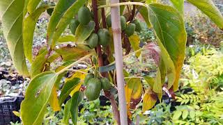 Top3 lekkerste fruit Kiwibes Actinidia arguta [upl. by Linda]