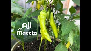 Como Cultivar Aji en Maceta  Proceso Completo  2 tipos de metos [upl. by Drapehs]