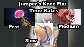 Jumper’s Knee CNS Muscle Tendon Time Frames Fix Patellar Tendon Pain [upl. by Anidene]