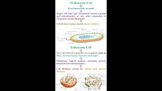 Prokaryotes Cell vs Eukaryote Cell geneticteacher [upl. by Inverson]