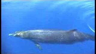 Blainville beaked whales [upl. by Rorry]