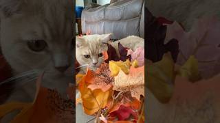 Autumn Leaves Bingley britishshorthair autumn natkingcole britcats [upl. by Samantha]