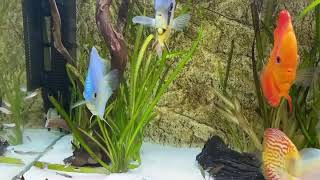 Juwel 350 Rio discus tank [upl. by Sonahpets367]