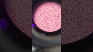 EColi Under microscope after gram staining [upl. by Reerg57]