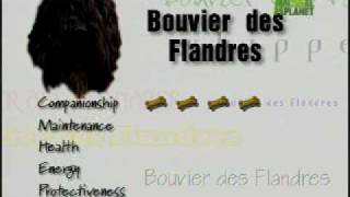 Breed All About It  Bouvier des Flandres [upl. by Fredkin]