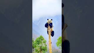 The Funniest Panda Antics Natures Clumsiest and Cutest Creature shorts animals panda pandapic [upl. by Annora]