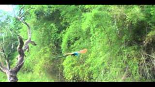 flying peacock in Karnataka India [upl. by Leber]