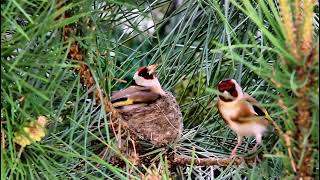 La bellezza dei Cardellini in natura 🕊️🐣 [upl. by Gagnon]