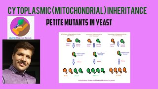 Cytoplasmic Inheritance or Mitochondrial Inheritance Petite Mutants in Yeast [upl. by Quar]