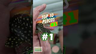 TOP 10 PLECOS 1 [upl. by Mclaurin]