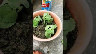 Ajwain ke plant ko cutting se kaise lgaye gardening ajwainkefayde ajwainplant houseplants [upl. by Oiruam]