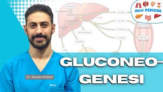 Metabolismo gluconeogenesi [upl. by Maxwell]