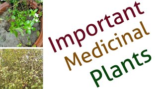 Two important medicinal plants Stevia and Guggul  Latest upload 2018 [upl. by Hoffman603]