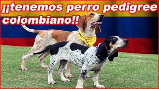 SABUESO fino COLOMBIANO 🐕‍🦺 chapolo o perro tinajero [upl. by Khan812]