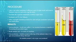 CARBOHYDRATE FERMENTATION Microbiology Practical  Learning Pathology [upl. by Westfahl]