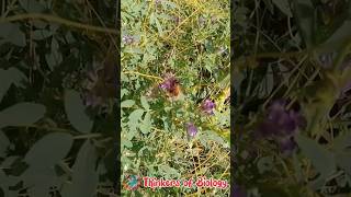 Apis dorsata in the wild habitat Apis dorsataGiant honey bee [upl. by Hardej]