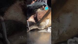 Treating a patient with maggot wound dogs animals animalrescue [upl. by Nerag]