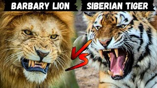 Barbary lion vs Siberian tiger Who Would Win [upl. by Pogue]