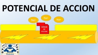 POTENCIAL DE ACCION [upl. by Stets]