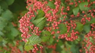 Planting Tips  How to Plant a Viburnum [upl. by Felicio]