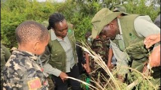 PRESIDENT WILLIAM RUTO LEADS NATIONAL TREE PLANTING DRIVE IN KIAMBICHO FOREST KARUA HILL A MURANGA [upl. by Ahsiemac]