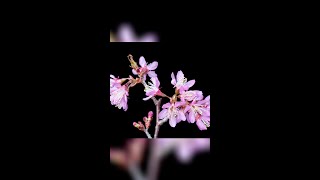 Timelapse Winter cherry blossoms in Chinas Yunnan [upl. by Lowell]