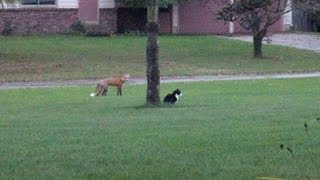 Fox playing with Cats [upl. by Shear]