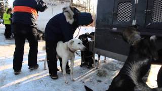 2011 Iditarod vet checks [upl. by Anaele908]