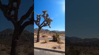 Why Farmer Burn Cactus science cactus exploretheusa shorts [upl. by Akehsar191]